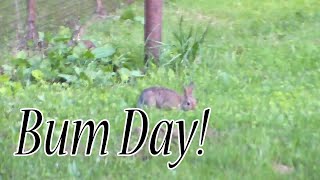 Bum Day