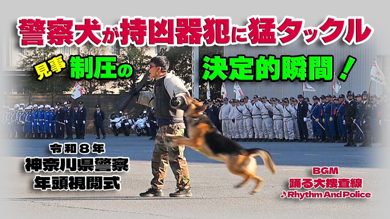 警察犬が持凶器の犯人に猛タックル！ 見事制圧の決定的瞬間 / 令和8年神奈川県警察年頭視閲式 2026.1.14