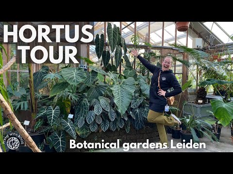 Tour of the Botanical Gardens! Check out Hortus Leiden with me | Plant with Roos