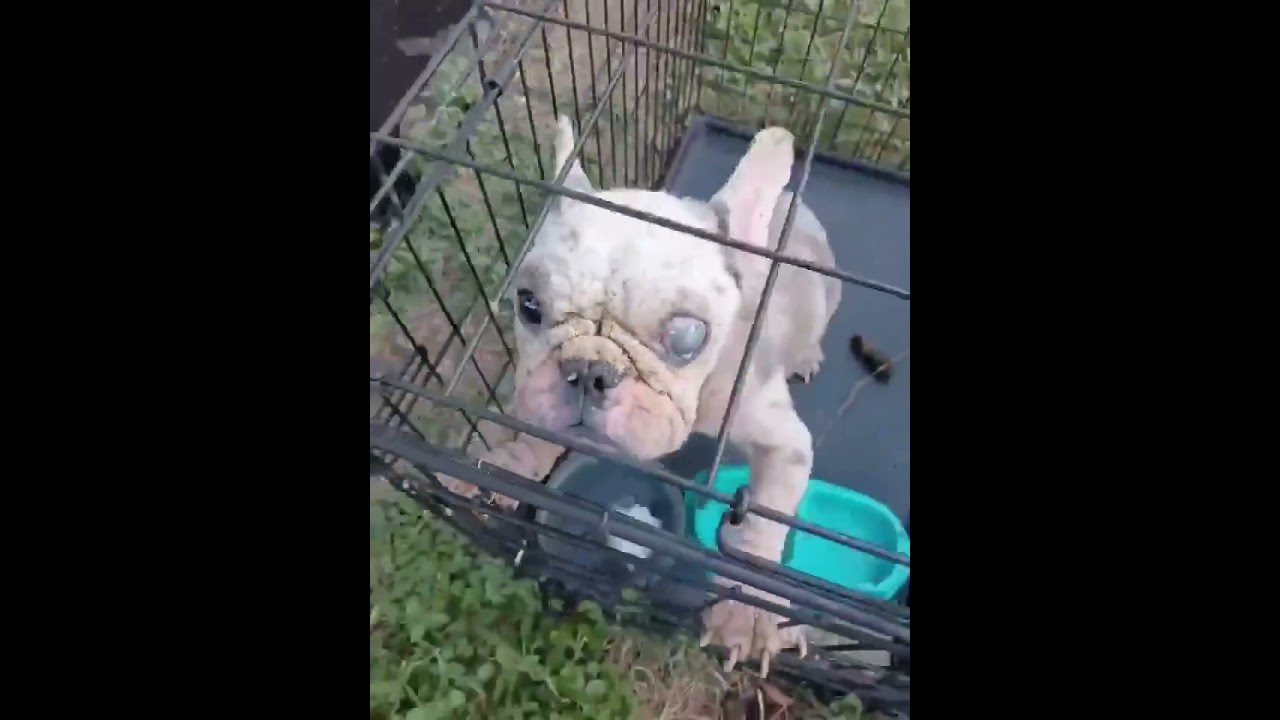 This Abandoned Pup video