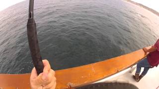 18lb Yellowtail on Surface Iron vs. kelp and sealion