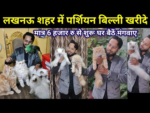 Parsian kitten | Parsian Cats Market in Lucknow | Persian, Sphynx, Siamese, Maine Coon |The Cat king