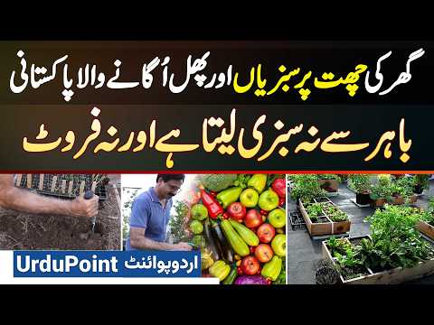 Roof Gardening Ideas For Home - Ghar Ki Roof Par Vegetables & Fruits Ugaye - Kitchen Gardening Ideas