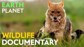 Guardians of the River: Wildlife of the Danube Floodplain Forests | Jungle Planet