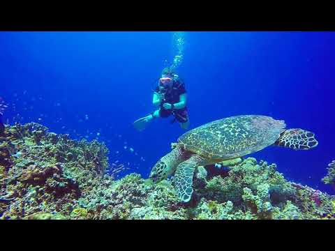 APO Reef Scuba Diving