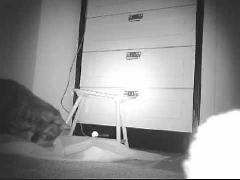 Safari - 2014-10-01 (4)