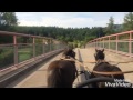 Kutschefahren Mit Balou Sugar Ponys