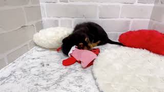 ミニチュアダックスの動画01