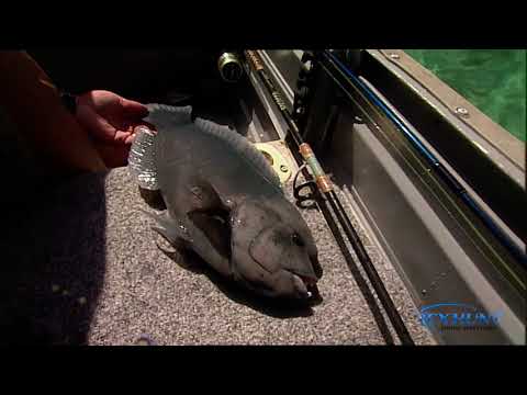 Rex Hunt Fishing Adventures | Series 11 Episode 6 | Lord Howe Island NSW