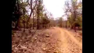 Way to Gangau Dam : Panna National Park is a national park Year 2013 #askdushyant