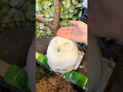 Owl core.🥰😂#owl #owlhouse #owls #owlsoftiktok #owllove#core