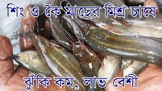 শিং ,কই মাছ