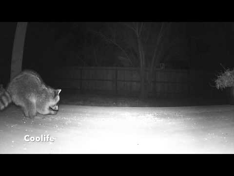 US385 - Coolife vs Bushnell HD Night Vision Motion Activated Trail Game Camera 16MP 1080P - Amazon