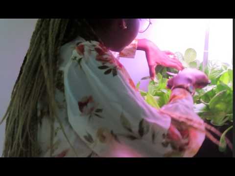 Grow food in an Apartment with Hydroponics - MUFGA hydroponics system review and tips