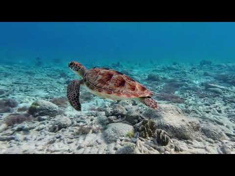 Sea Turtles: Ancient Ocean Wanderers Facing Climate & Human Threats
