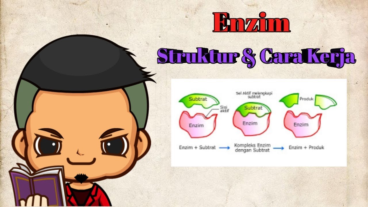 Enzim - Struktur dan Cara Kerja
