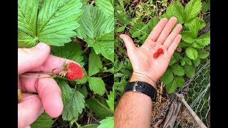 Alpine Strawberries: Why I Think They&#39;re a Must Grow