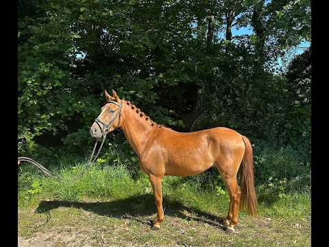 Rancho Di Cabai Bless (GRUYTER'S BRUNO MARS x MESCALERO) - Video 6 video thumbnail