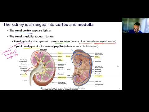 Ch27 (slides 1-9) - Urinary System - Organs and Kidney organization
