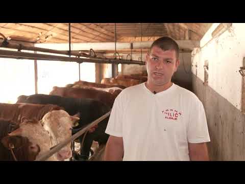 Stočarstvo  Da li je isplativ tov junadi na 6 meseci