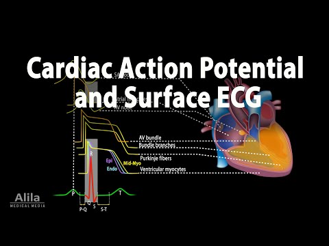 Cardiovascular System Overview Animation