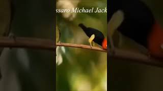 Na Dancinha do Mike #Shorts