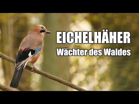 Der Eichelhäher - Steckbrief (Aussehen, Lebensweise, Verbreitung, Ruf...)