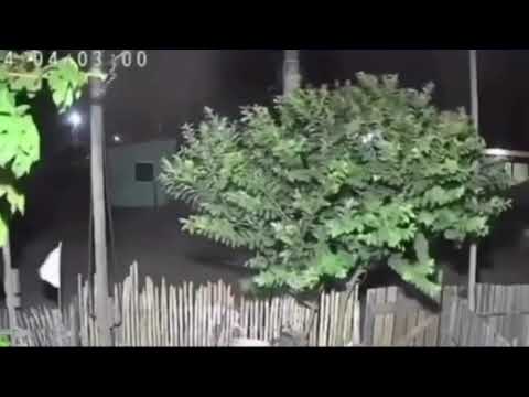 NO MARAJÓ | Vídeo mostra provável "Matinta Pereira" em Soure.