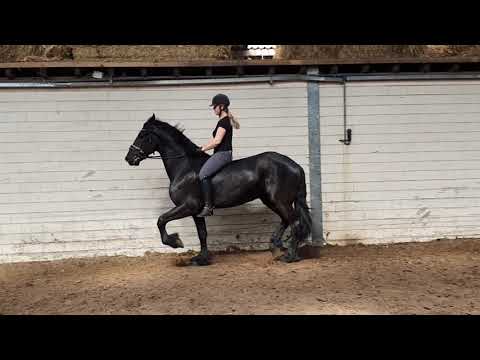 Stal Okkema's Djeek - Omer x Leffert - geding - 1.70m - 2017