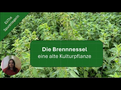 Die Brennnessel - eine wichtige Pflanze in der Menschheitsgeschichte