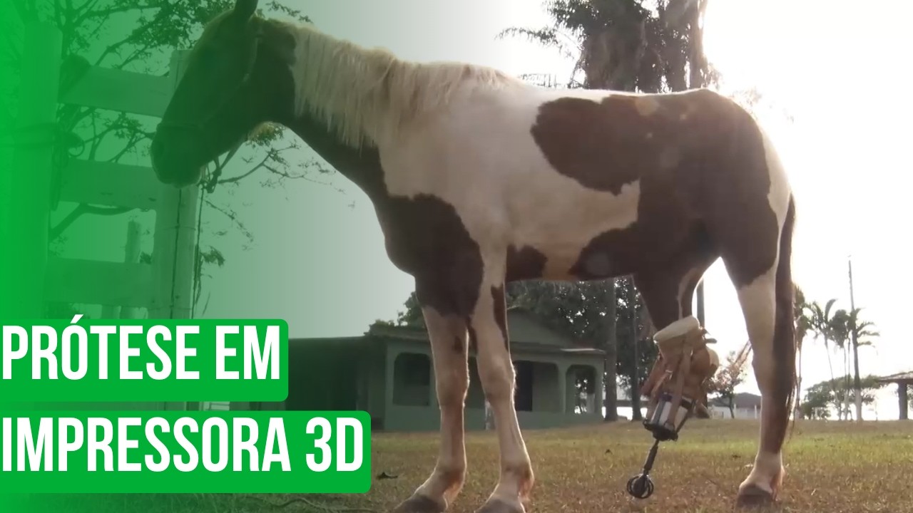 ELA SERIA SACRIFICADA! Veja como essa égua ganhou uma PRÓTESE EM 3D e voltou a andar