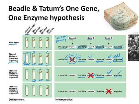 BIOL183: Beadle & Tatum's One-Gene-One-Enzyme hypothesis