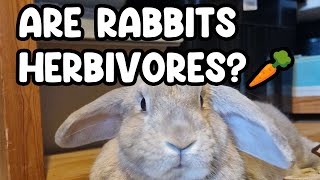 Are Rabbits Herbivores An quick look 🐰🥕