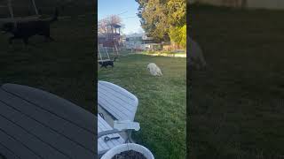Video preview image #1 Great Pyrenees Puppy For Sale in Bountiful, UT, USA