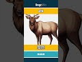 elk - 麋鹿 video thumbnail