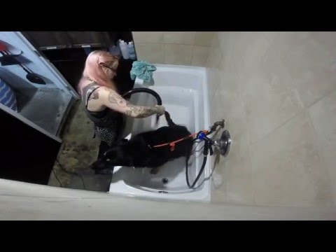 Taking A Bath With Dog Pawz Westport - Pavi