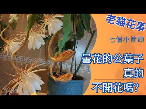 曇花會結果嗎