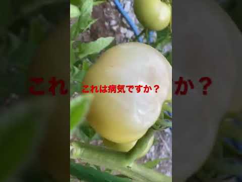 トマトの一般的な病気: それらを予防、認識、治療するにはどうすればよいですか?  庭園