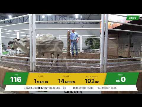 BRASIL LEILÕES - SÃO LUIS DE MONTES BELOS - GO -23/09/2026