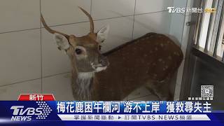 受困牛欄河!「1歲梅花鹿」急待救援 動保所:開放認養