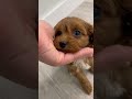 Cavapoo dogs for sale: Sophia - Video 1