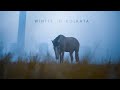 Winter Morning In KOLKATA Cinematic Video Ayan Banerjee