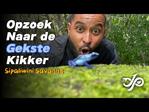 Opzoek naar de Gekste kikker in Suriname, Sipaliwini Savanne| Jean-Pierre Veira