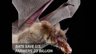 Bats are organic pest control!