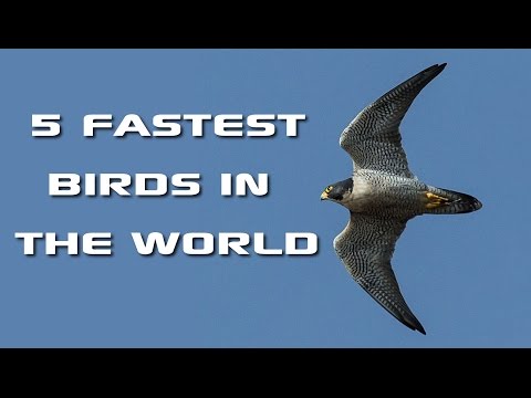 3rd YouTube video about how fast an eagle can fly