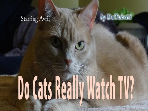 Do Cats Really Watch TV?