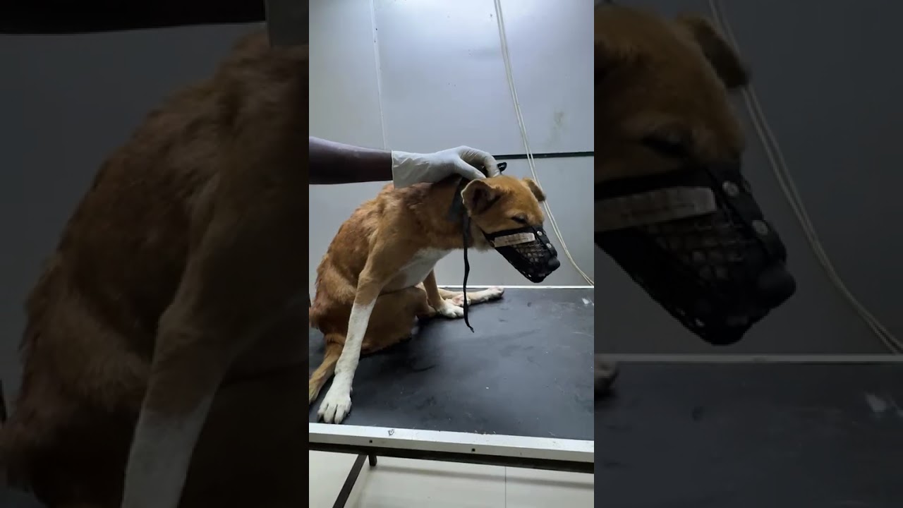 Cassay video