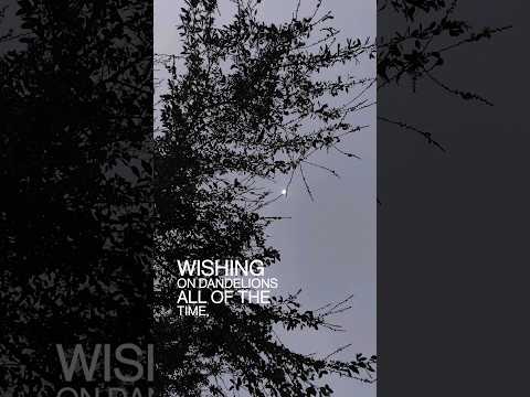 Make a wish✨Moon🌜✨ Wishing on dandelions all of the time#shorts #status #love#goodnight #song@Ruth b