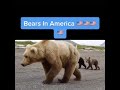 American Bears Vs Russian Bears