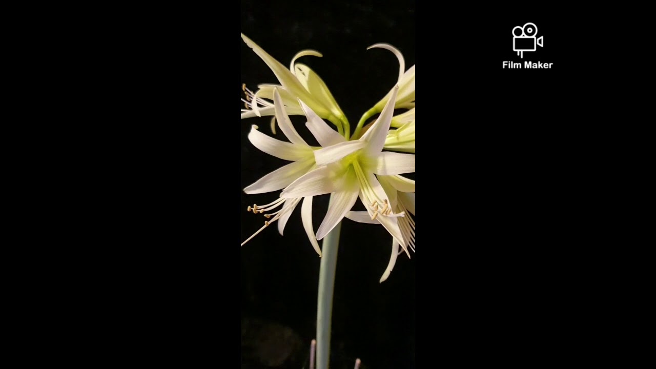 Amaryllis Evergreen